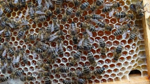 Arı Hastalıkları Nelerdir?