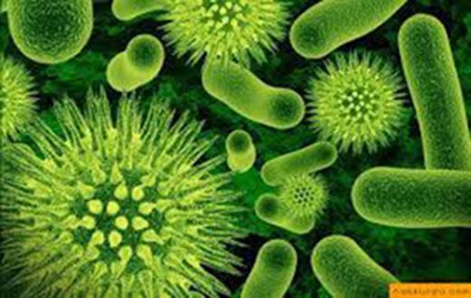 Bakteri Hastalıkları