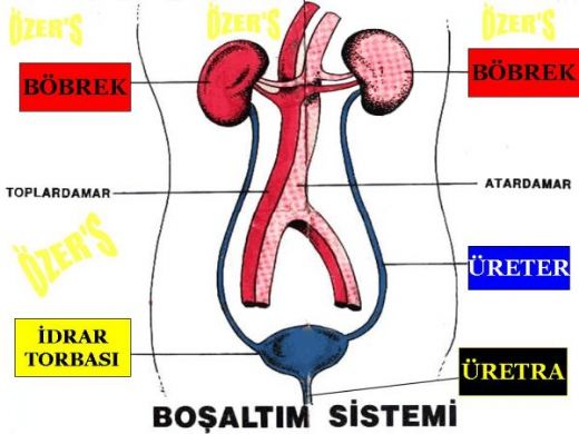 Boaltm Sistemi Hastalklar