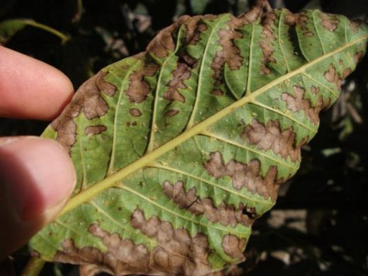Ceviz Hastalıkları Nelerdir?