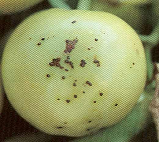 Domates Bakteriyel Hastalıkları Belirtileri ve Tedavisi