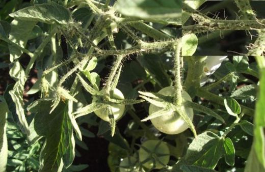 Domates Hastalıkları Nelerdir?