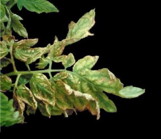 Domates Hastalıkları Yaprak Kuruması Nedenleri