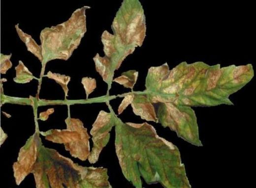 Domates Yaprak Hastalıkları Nelerdir?