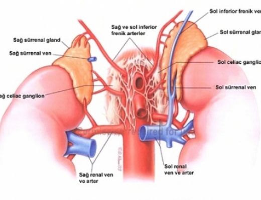 Endokrin Sistem Hastalıkları Belirtileri ve Tedavisi