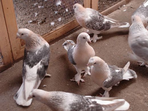 Güvercin Hastalıkları Nelerdir?