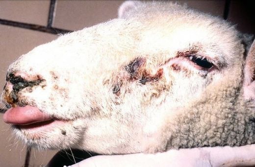 Koyun Hastalıkları Nelerdir?