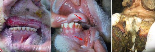 Koyunlarda Şap Hastalığı Belirtileri ve Tedavisi