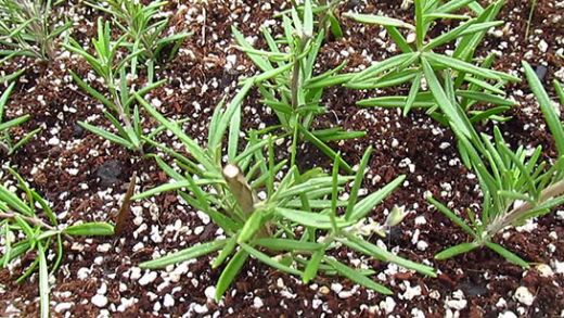 Raşitizm Hastalığı Nedir?