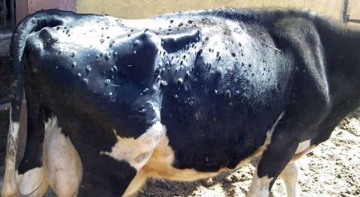 Sığır Hastalıkları Nelerdir?