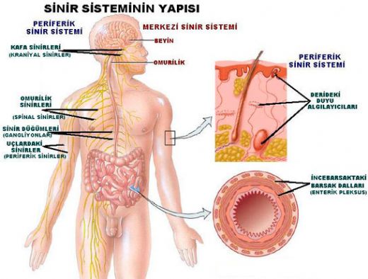 Sindirim Sistemi Hastalklar