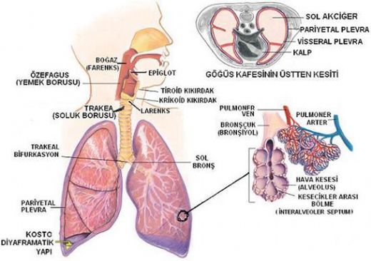 Solunum Yolu Hastalıkları Belirtileri ve Tedavisi