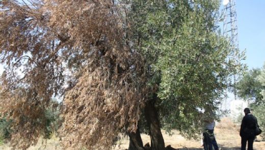 Zeytin Hastalıkları Belirtileri ve Tedavisi