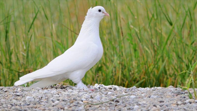 Güvercin Göz Hastalıkları Belirtileri ve Tedavisi