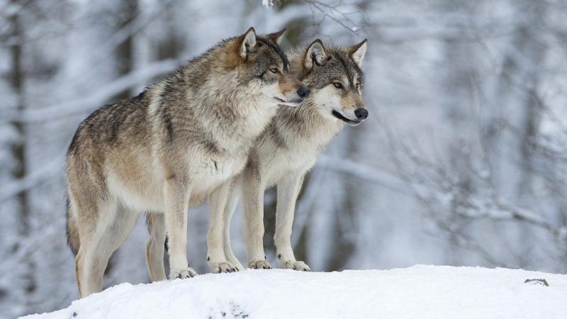 Kurt Hastalığı Belirtileri ve Tedavisi