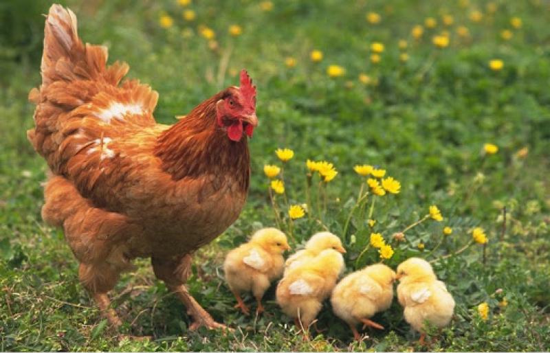 Tavuklarda Göz Hastalığı Belirtileri ve Tedavisi